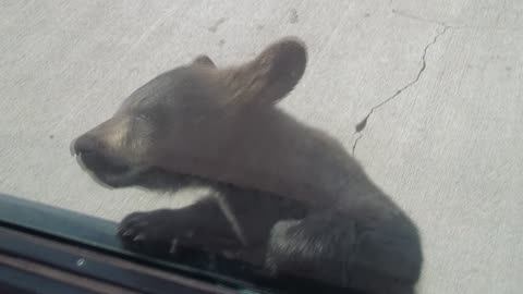 bears at zoo 2