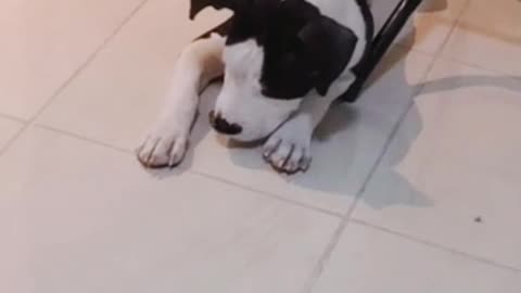 Funny puppy tries to hide a lime