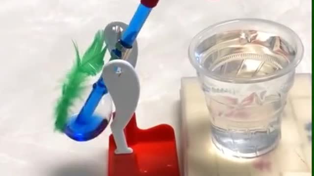 Woodpeckers drink water@
