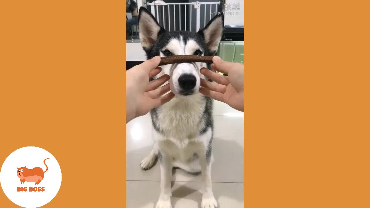 OMG So Cute Cats ♥ Best Funny Cat and dogs