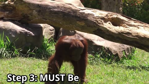 funny_animals@76