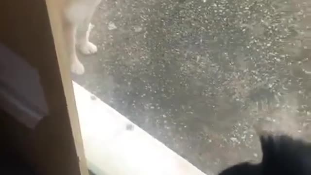 Look at the two dogs again.