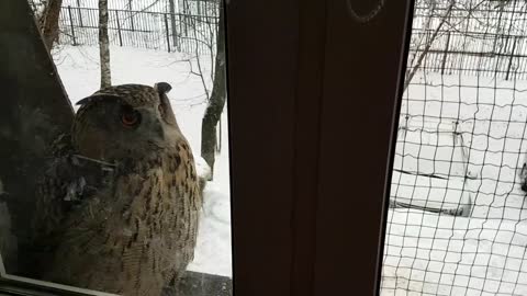 Owl and Cat Are Friends