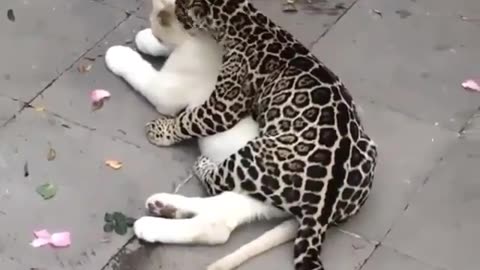 Kitty Chaos: Funniest Cat Fails & Adorable Mischief!