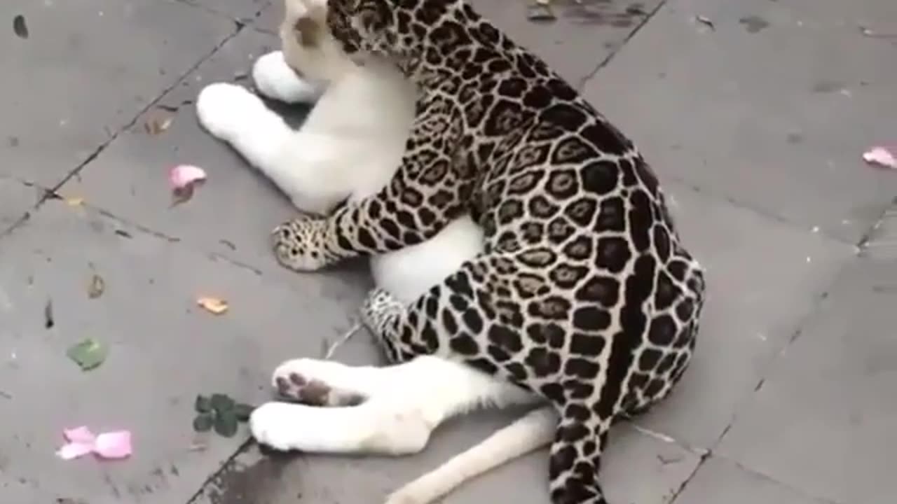 Kitty Chaos: Funniest Cat Fails & Adorable Mischief!