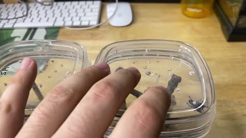 Feeding my ADORABLE jumping spiders! Phidippus regius Update-17