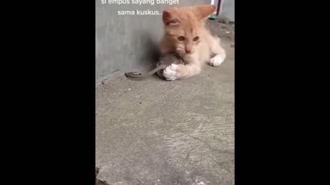 New Funny Animals Funniest Cats and Dogs Videos