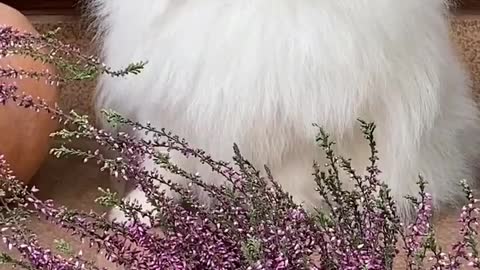 White puppy 🐶 #puppy