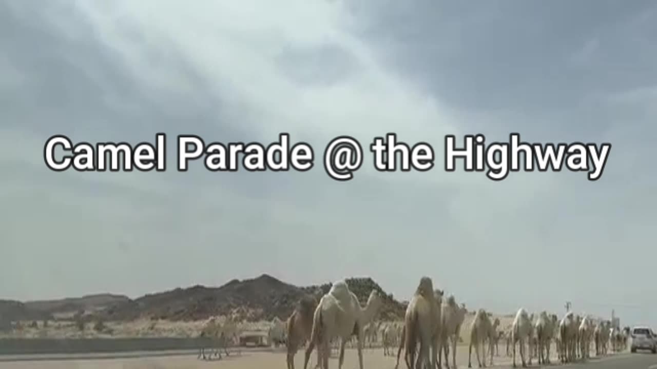 CAMEL @ THE HIGHWAY