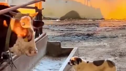 Animal funny video