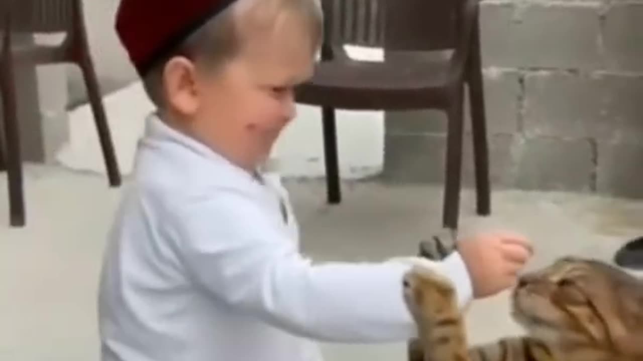 Cute and funny cats