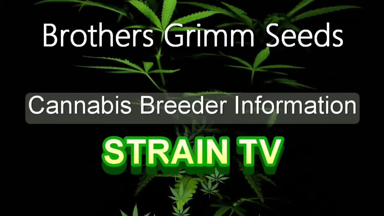 Brothers Grimm Seeds - Cannabis Strain Series - STRAIN TV