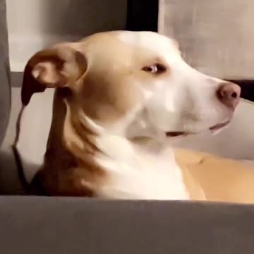 This dog is a master of the side eye