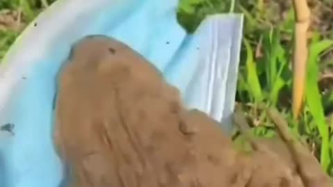 Funny frog