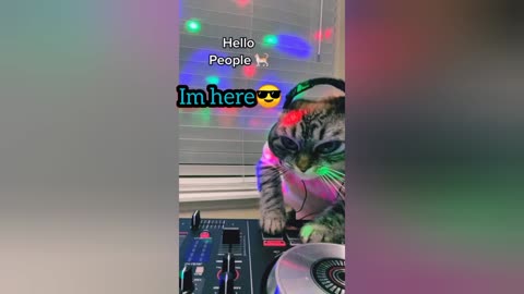 DJ cat😎😺