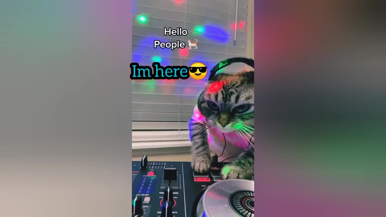 DJ cat😎😺