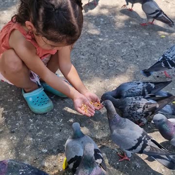 Pigeons feeding at plaza Del Pilar, Zamboanga City. Cheeky really loves the birds!