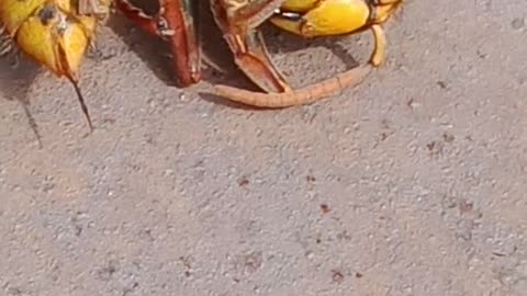 Killer hornets 🐝 or locust John spoke about? Part 2️⃣