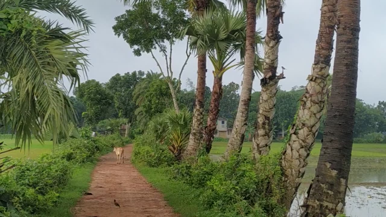 Beautiful village side road | Bangladesh