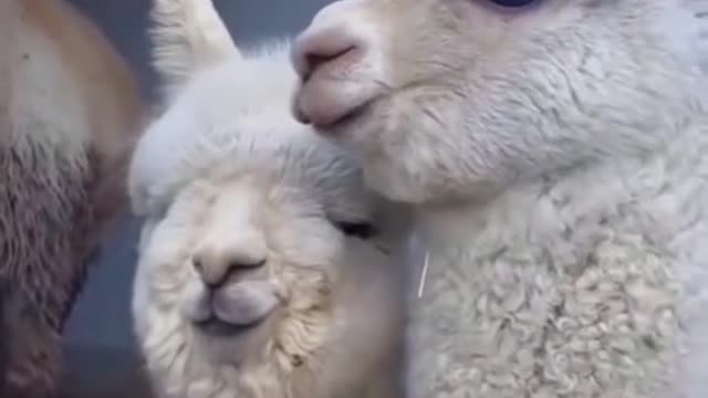 😊alpaca