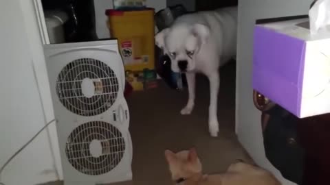 Try Not To Laugh Animals Videos Compilation - Animals Getting Scared