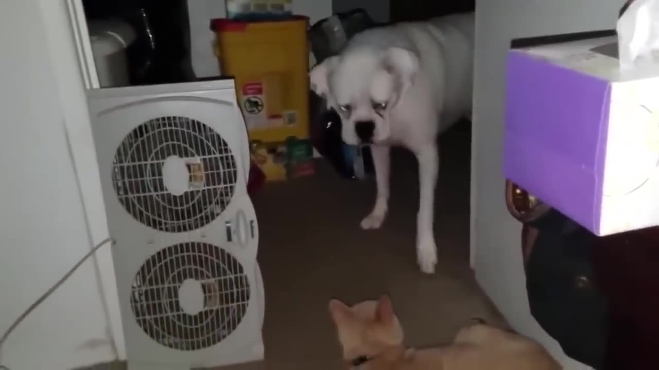 Try Not To Laugh Animals Videos Compilation - Animals Getting Scared