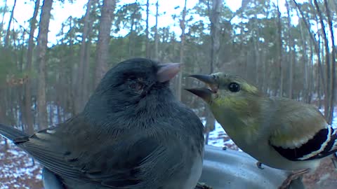 Hangry bird