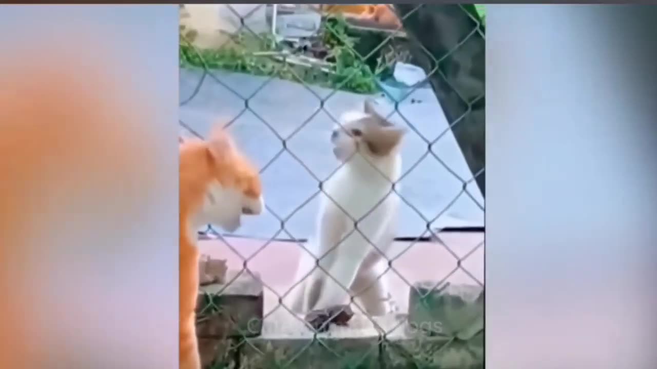 Try Not to Lough π - funniest Cats and Dogs 2023 πΊπΆ Funniest animals video π