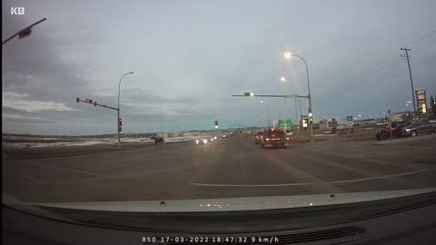 Moose using crosswalk in Red deer
