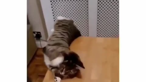 Cat funny video (part 5)