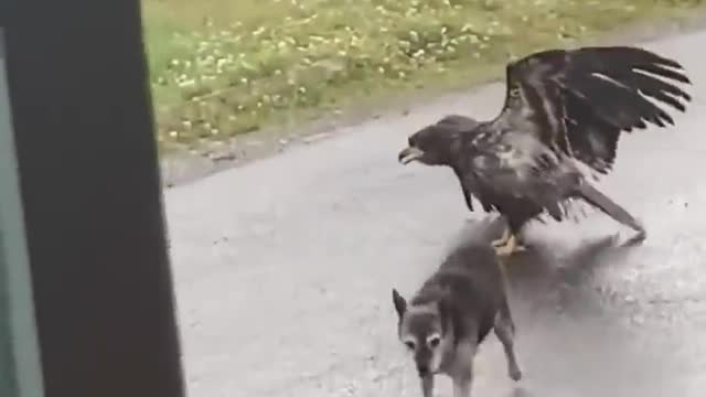 Alaskan dog protects sister from eagle attacks ....