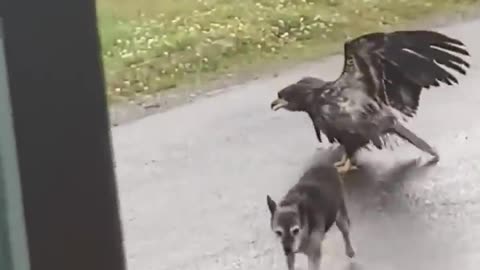 Alaskan dog protects sister from eagle attacks ....