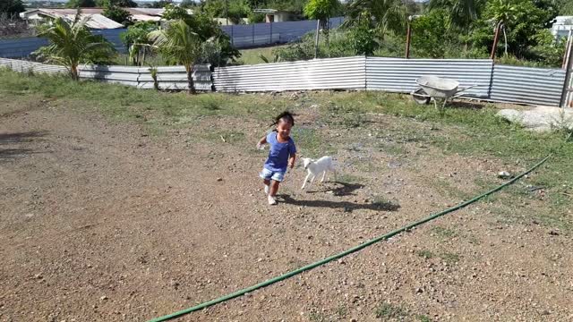 Baby Goat running after children