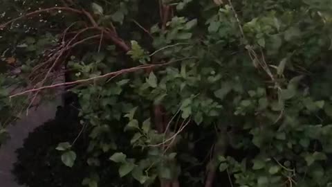 tree blown by the wind
