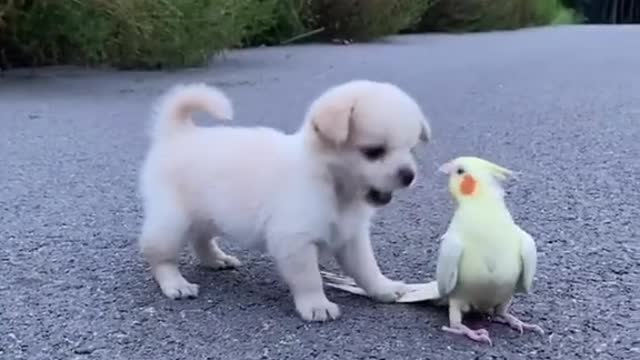 love birds and dogs