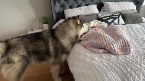 Adorable Giant Husky Protects Newborn Baby! Love At First Sight! (Cutest Ever!!)