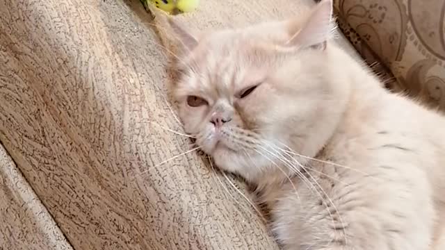 Bird wakes up his best friend cat