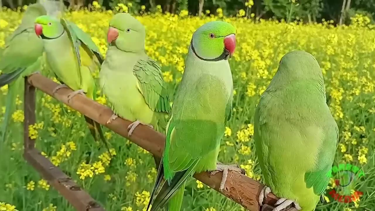 Ring neck Parrot Videos