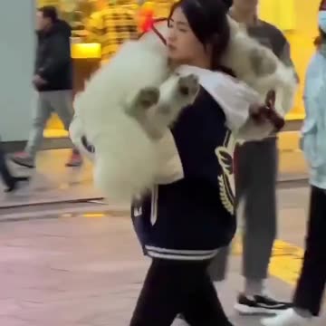 Funny Dog Video - Very Funny Video