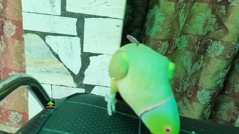 Parrot speaking