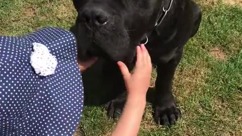 Giant CANE CORSO dog shows teeth to child