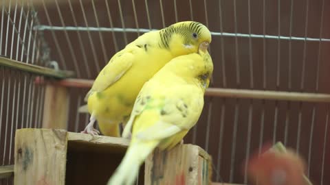 A parrot caresses her husband