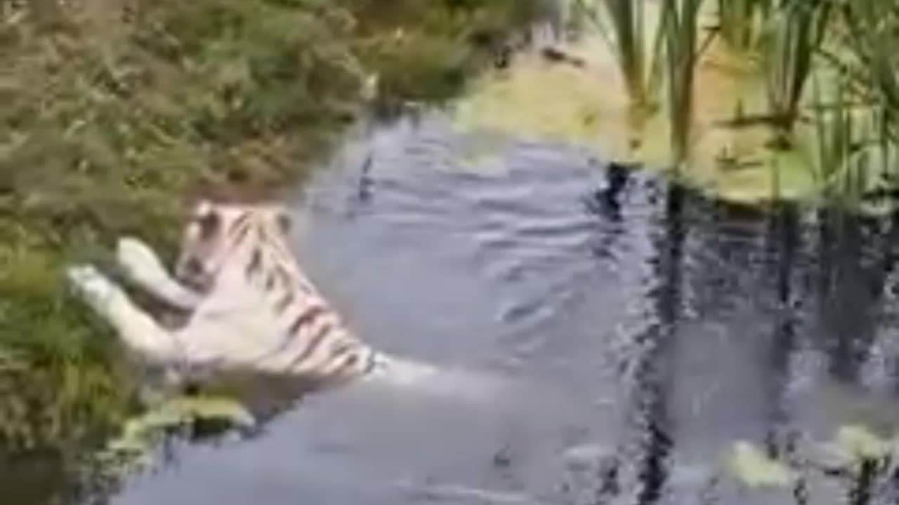 Belíssimo Tigre se refrescando, música de fundo e barulhos da natureza.