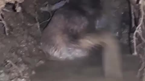 Labrador dog 🐕 looking something