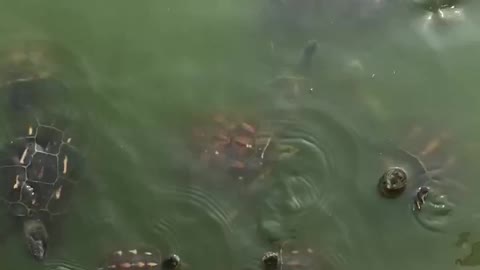 Taiwan species turtle
