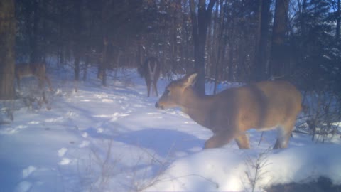 Deer in the snow