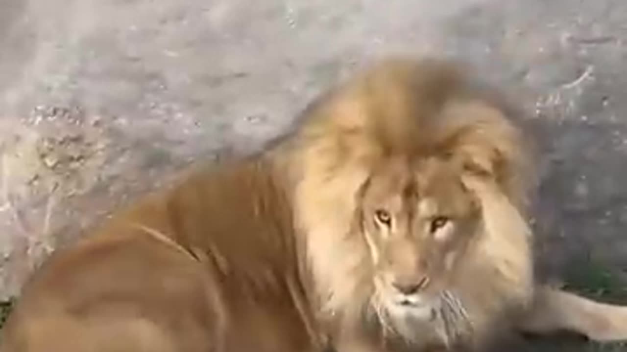 Aww!Cute cubs scared Daddy lion funniest movements 😅🤯