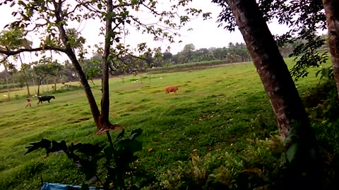 FIELD