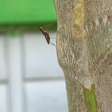 Does anyone know the name of this insect?