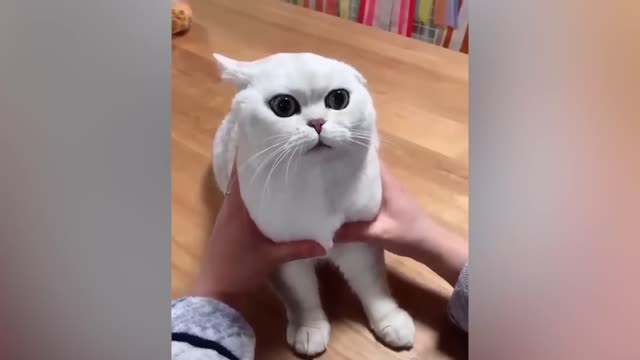 Funny Animals Compilation (Best 2022)